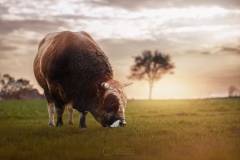 vache parthenaise