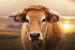 vache parthenaise