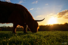 vache highland