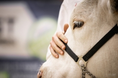 Julie-Crenn-311-7339 Concours bovins