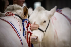 Julie-Crenn-314-7344 Concours bovins