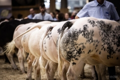 Julie-Crenn-358-7426 Concours bovins
