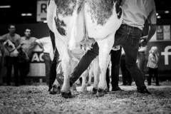 Julie-Crenn-492-7643 Concours bovins