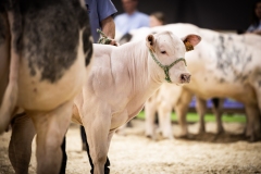 Julie-Crenn-500-7655 Concours bovins