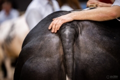 Julie-Crenn-557-7751 Concours bovins