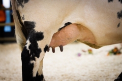 Julie-Crenn-63-6958 Concours bovins