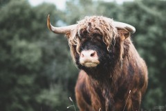 vache highland