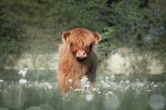 vache highland