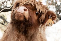 vache highland