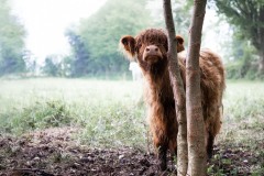 vache highland