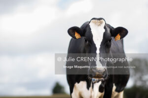 Vache Holstein-1