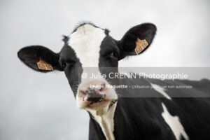 Portrait Holstein
