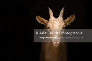 Portrait de chèvre